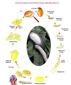 Ciclul de viata al viermelui de mătase - ou - larvă - cristalidă - fluture de mătase